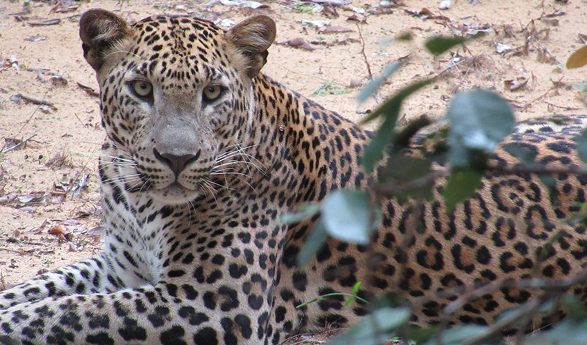 Yala National Park