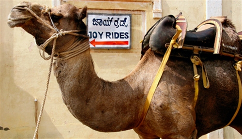 De kamelen van Bikaner