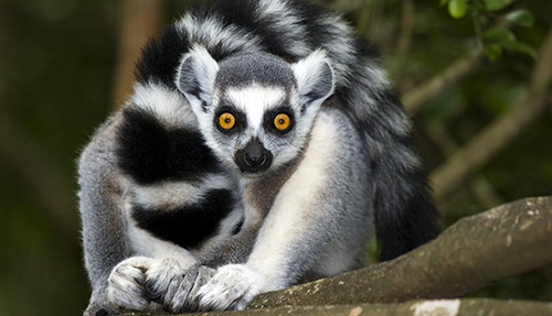 Groepsreis Madagascar Kort; Indri en ringstaartlemuur