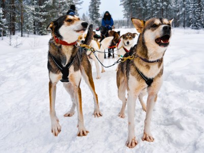 Online bestellen: Groepsreis Finland: Lapland - 7 dagen; Winterparadijs in Lapland