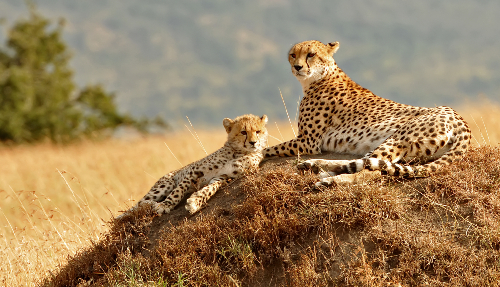 De enorme grasvlakte van de Serengeti