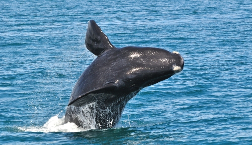 De walvissen van Hermanus