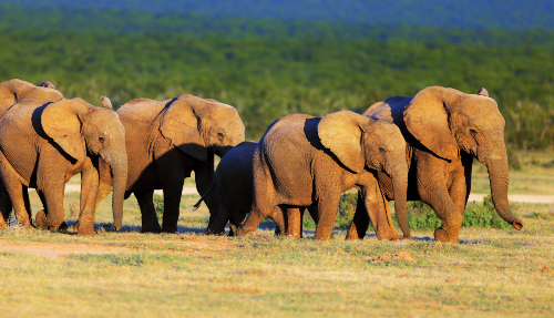 De olifanten van Addo 