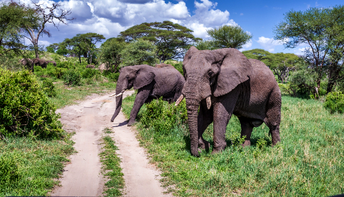 The Big Five in Serengeti