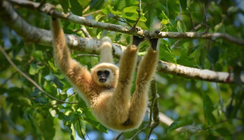 Gibbons