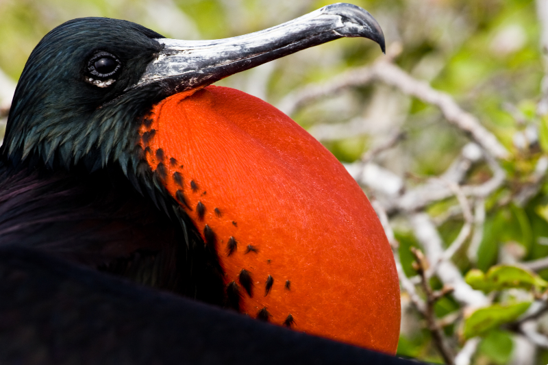 Verlenging: Galápagoseilanden Economy Category