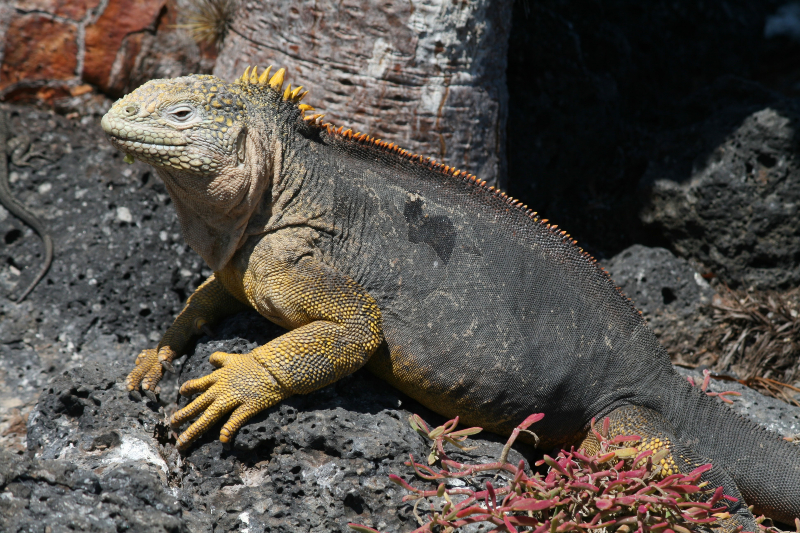 Verlenging: Galápagoseilanden Tourist Category