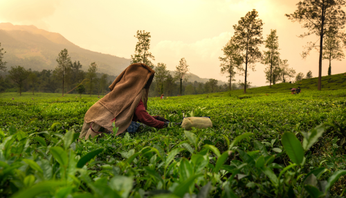 Het ‘hill station’ Wayanad
