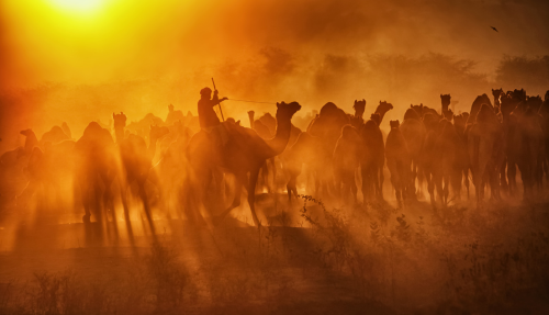 Het woestijnstadje Pushkar