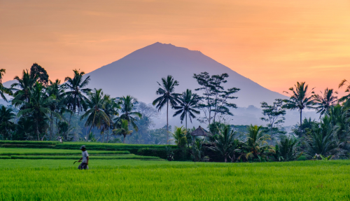 Sawa’s met ploegende buffels,