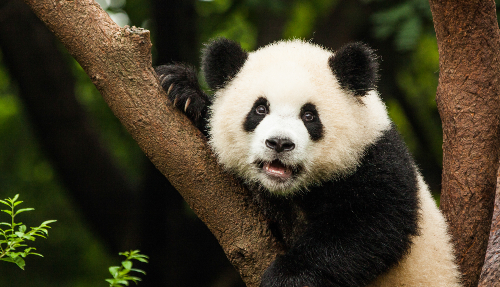 Reuzenpanda’s in Chengdu