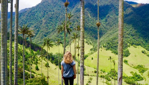 Het grootste waxpalmwoud van Colombia