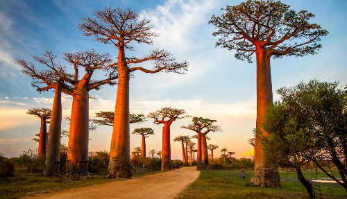 De Allée des Baobabs